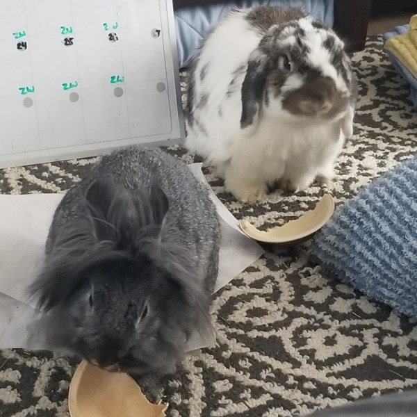 Cruelty-Free Research